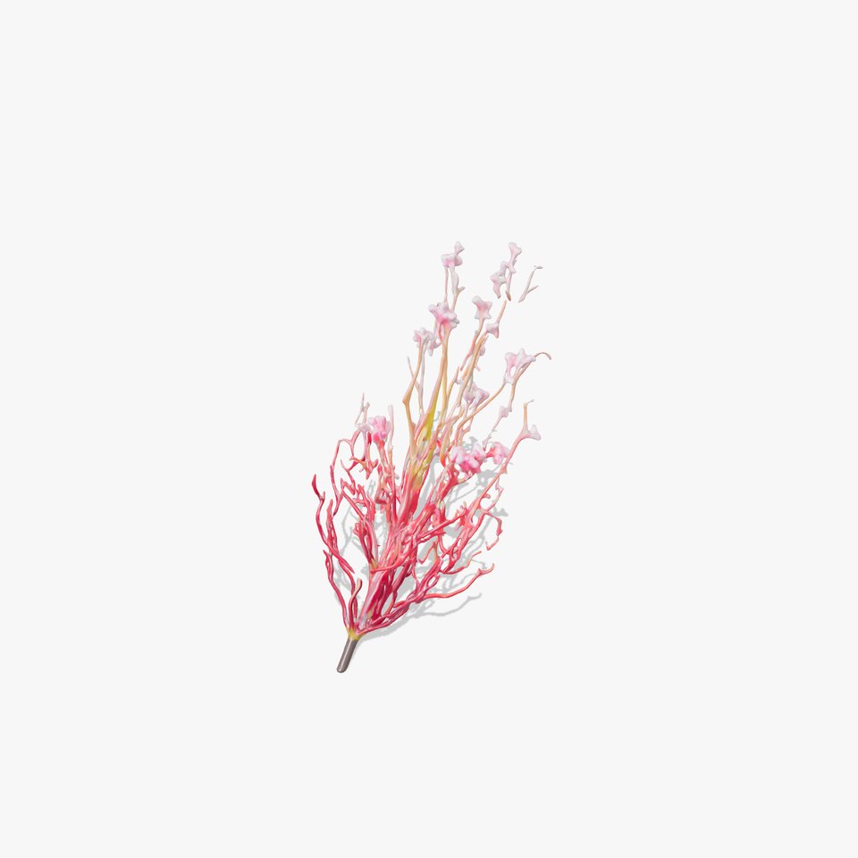 Vivid Pink Coral model pack